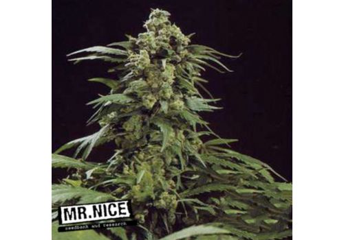 Mr Nice Seeds G13 Skunk