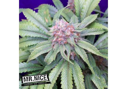 Mr Nice Seeds G13 Widow