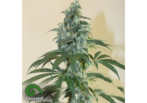 Kiwi Seeds G13 x Amnesia