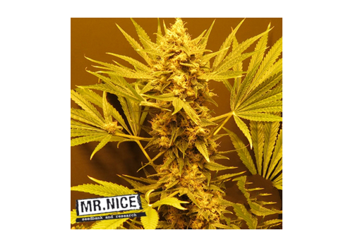 Mr Nice Seeds G13 Haze