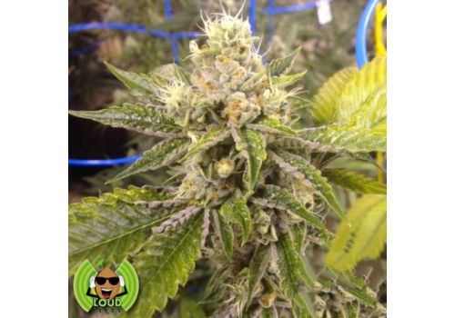 Loud Seeds Ganja Farmer OG