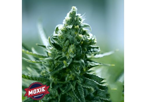 Moxie Seeds Goji Cake