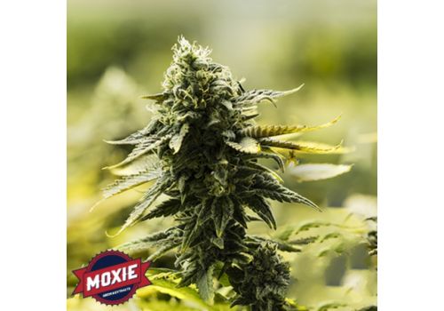 Moxie Seeds Goji D.C.
