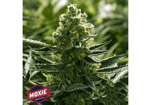 Moxie Seeds Goji Golden Cobra