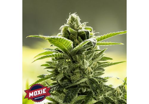 Moxie Seeds Goji Valley Kush