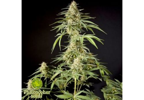 Philosopher Seeds Gokunk