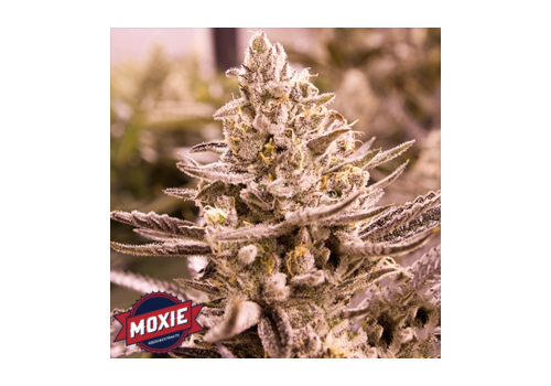 Moxie Seeds Golden Cobra