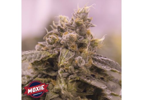 Moxie Seeds Grape Valley Kush