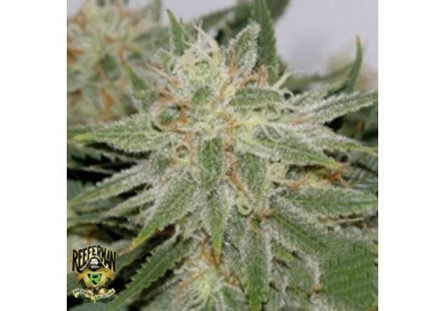 Reeferman Seeds Grapefruit