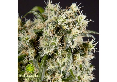 Philosopher Seeds Guayita