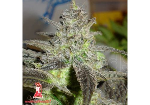 Medical Seeds Hammerhead