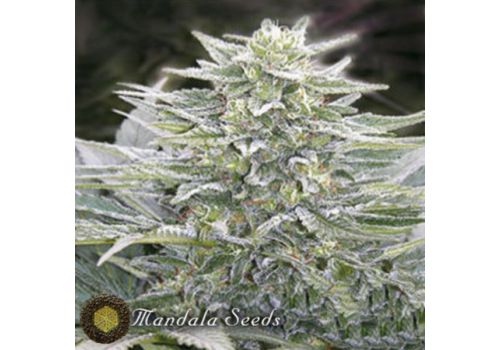 Mandala Seeds Hashberry