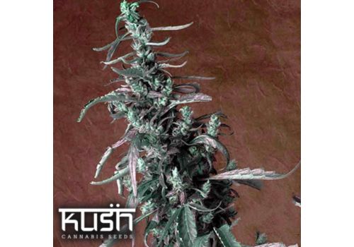 Kush Cannabis Seeds Haze Kush