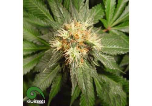 Kiwi Seeds Hindu Kush