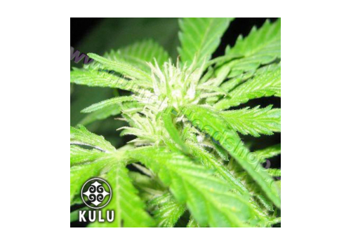 Kulu Seeds Hollands Hoop