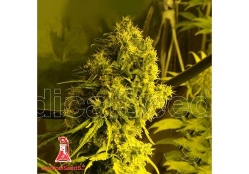 Medical Seeds Jack La Mota