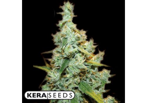 Kera Seeds Amnesia Mac Ganja