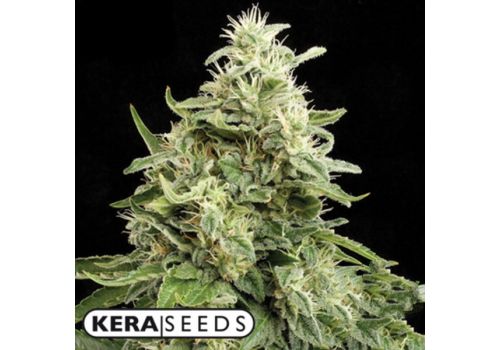 Kera Seeds Amnesia AUTO