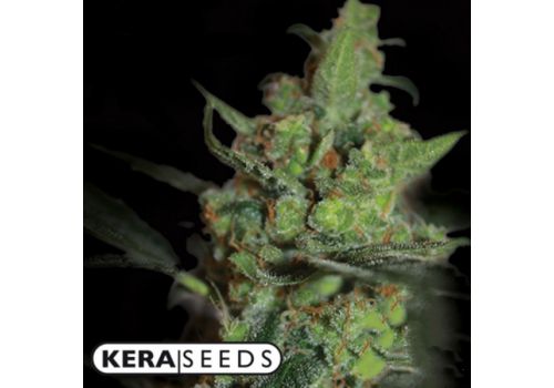 Kera Seeds California Nugget