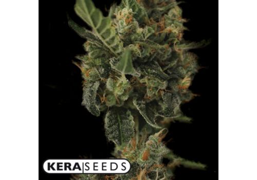 Kera Seeds Cherry Grapefruit