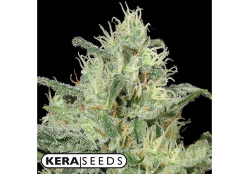Kera Seeds Critical AUTO
