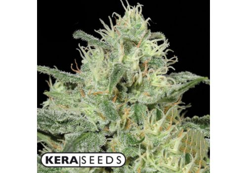 Kera Seeds Critical