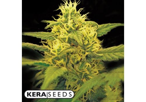 Kera Seeds Dutch Power