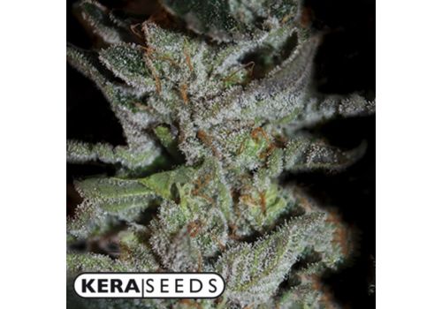 Kera Seeds LA Widow