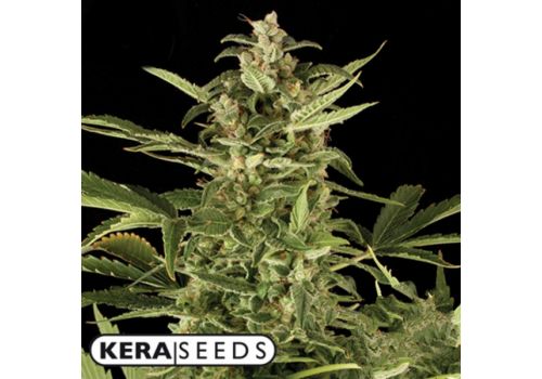Kera Seeds NLX Diamond AUTO