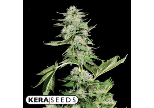 Kera Seeds Northern Light