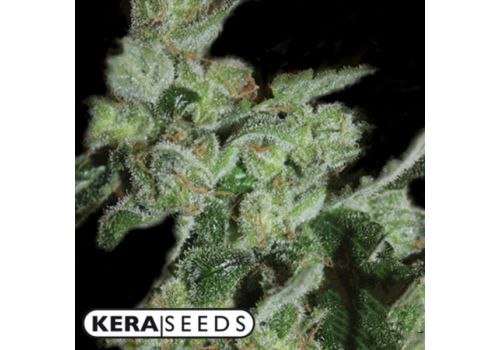 Kera Seeds Pineapple Sativa