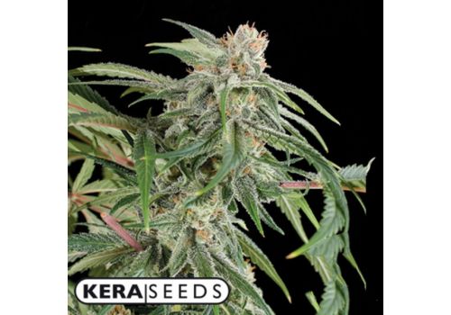 Kera Seeds Premium Diesel