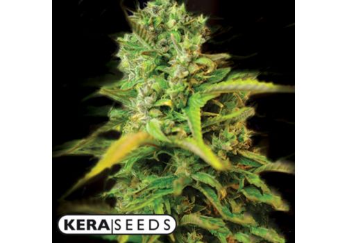 Kera Seeds Venice Beach Afghan