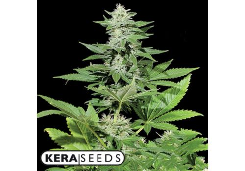 Kera Seeds White Widow