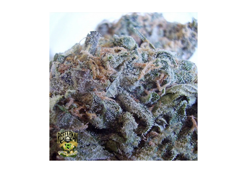 Reeferman Seeds Kings Cross