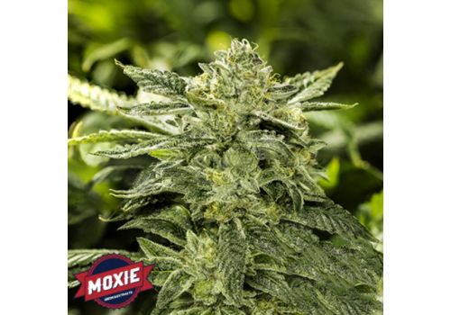 Moxie Seeds Kookies