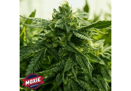 Moxie Seeds Krypto Cookies