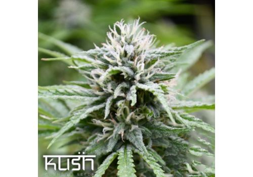 Kush Cannabis Seeds Fire Kush CBD