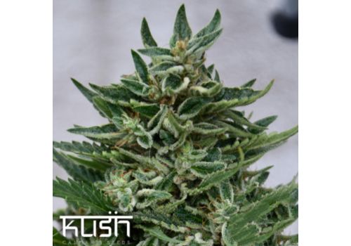 Kush Cannabis Seeds OG Kush CBD