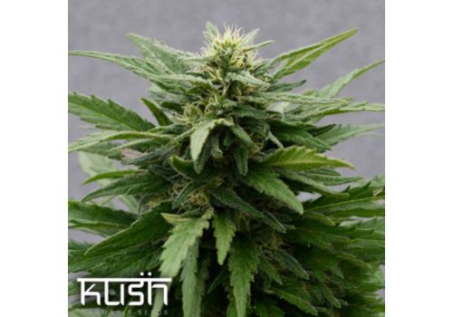 Kush Cannabis Seeds Sour Kush CBD