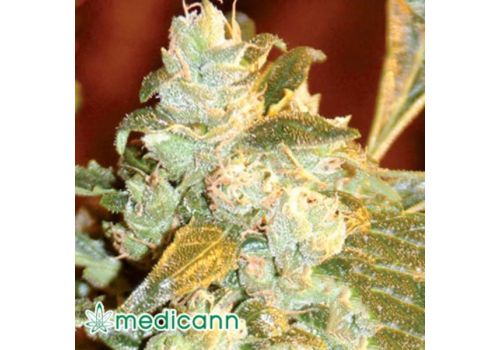 Medicann Seeds Kush Fromage