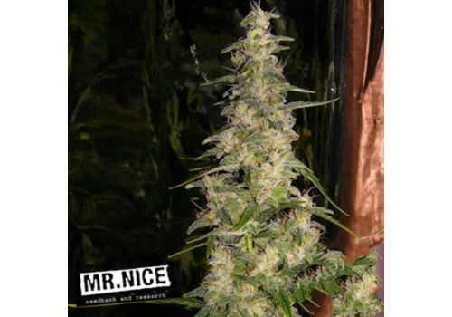 Mr Nice Seeds La Nina