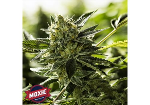 Moxie Seeds Lemon Goji O.G.
