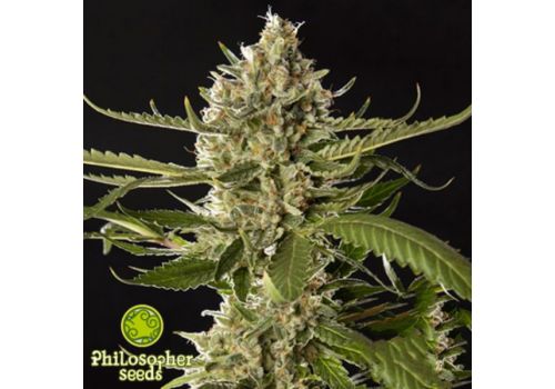 Philosopher Seeds Lemon OG Candy