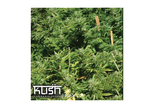 Kush Cannabis Seeds Lemon Kush