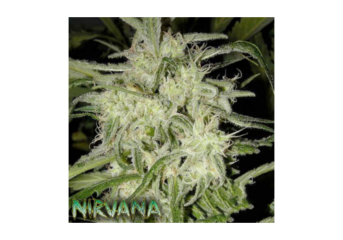Nirvana Seeds AUTO Lemon OG Haze