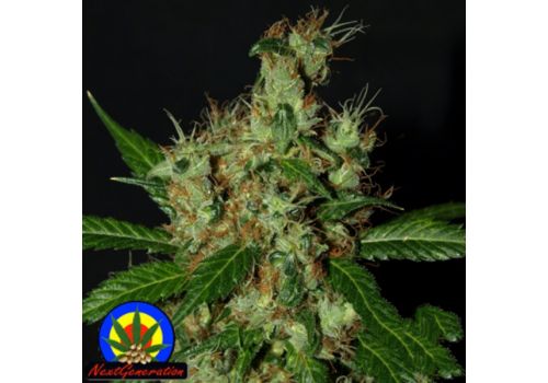 Next Generation Seeds Lemonator
