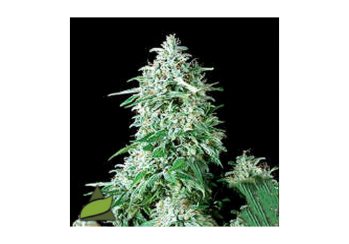 Pyramid Seeds Limited Edition #1