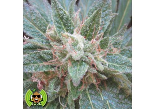 Loud Seeds AJ's Sour Diesel