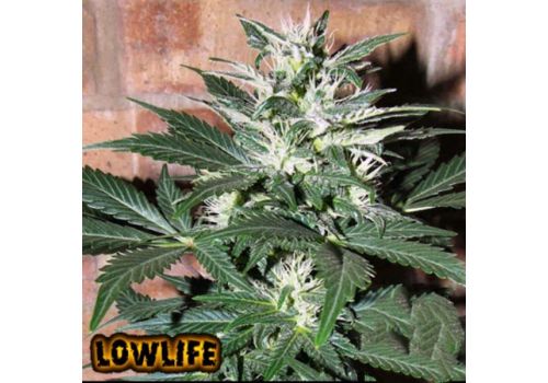 Lowlife Seeds Auto White Widow